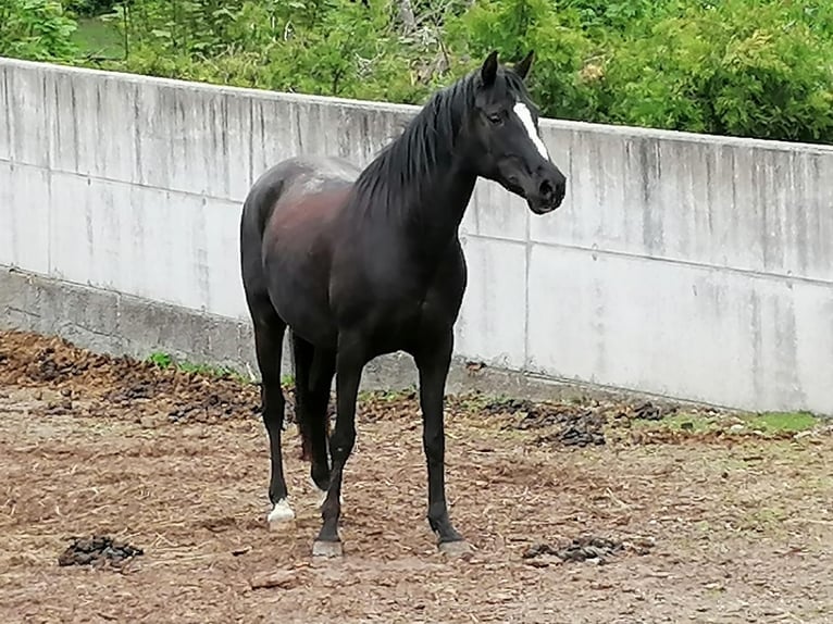 Shagya Arabian Mare 12 years Black in Mühldorf