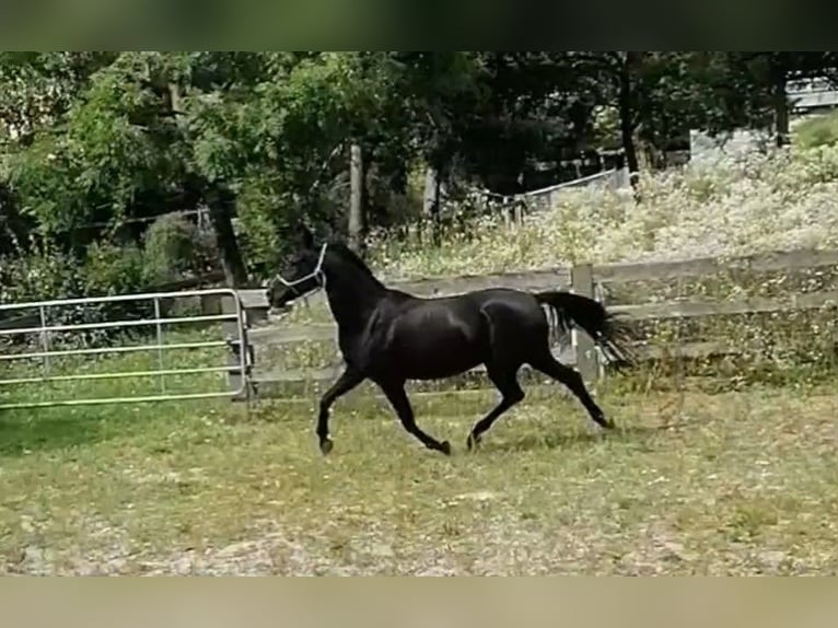 Shagya Arabian Mare 12 years Black in Mühldorf