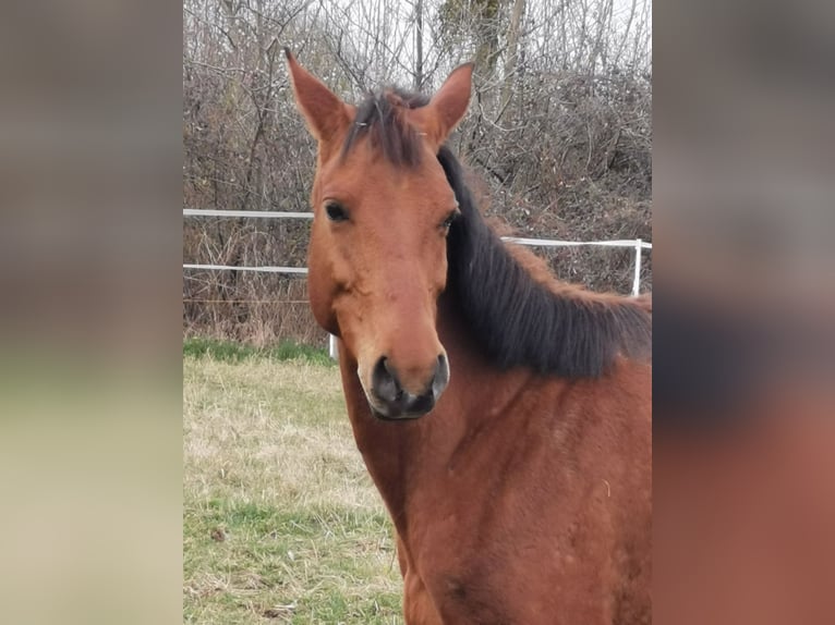 Shagya Arabian Mare 13 years 15,1 hh Brown-Light in Gyóró