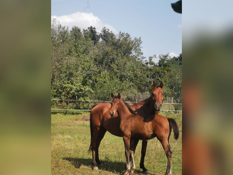 Shagya Arabian Mare 13 years 15,1 hh Brown-Light in Gyóró