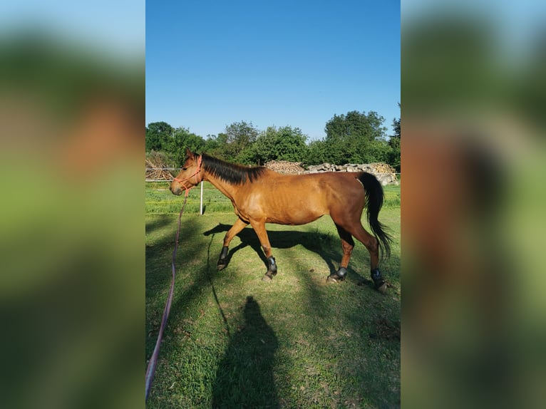 Shagya Arabian Mare 13 years 15,1 hh Brown-Light in Gyóró