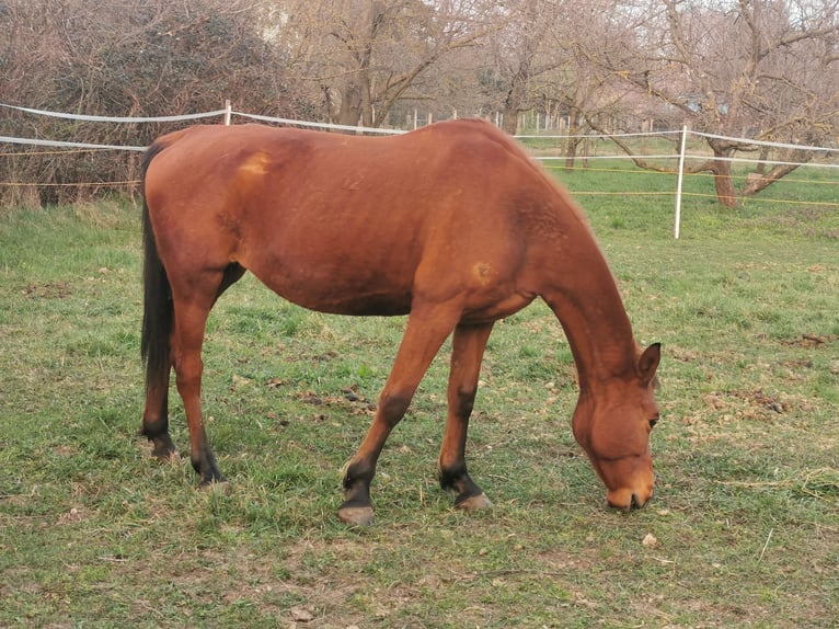 Shagya Arabian Mare 13 years 15,1 hh Brown-Light in Gyóró