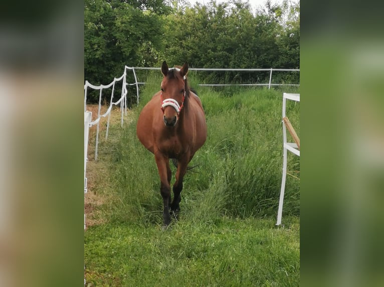 Shagya Arabian Mare 13 years 15,1 hh Brown-Light in Gyóró