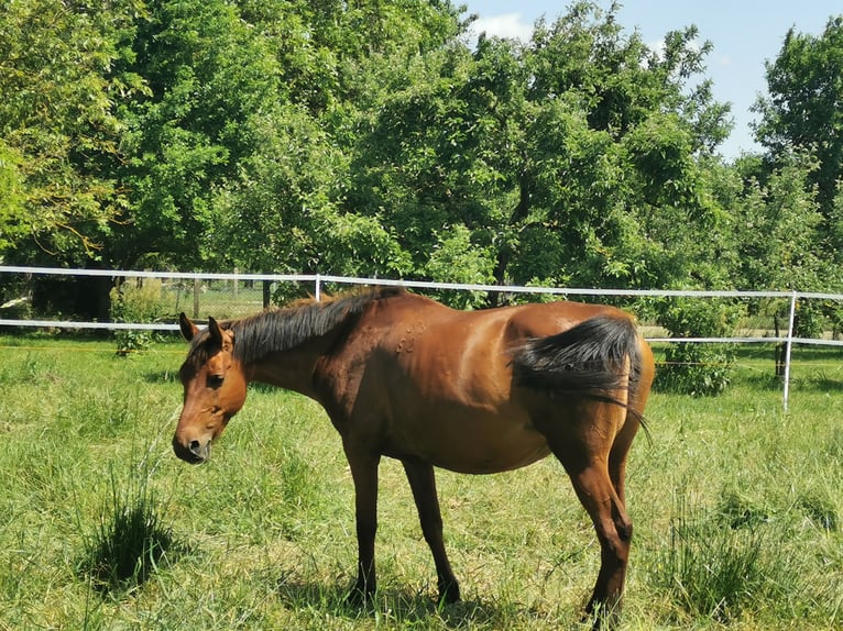 Shagya Arabian Mare 13 years 15,1 hh Brown-Light in Gyóró