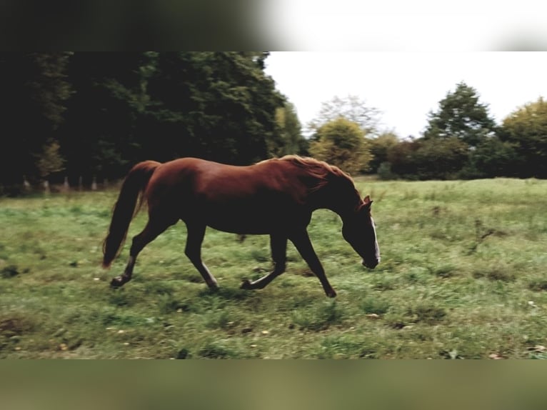 Shagya Arabian Mare 15 years 15,1 hh Chestnut-Red in Güstrow