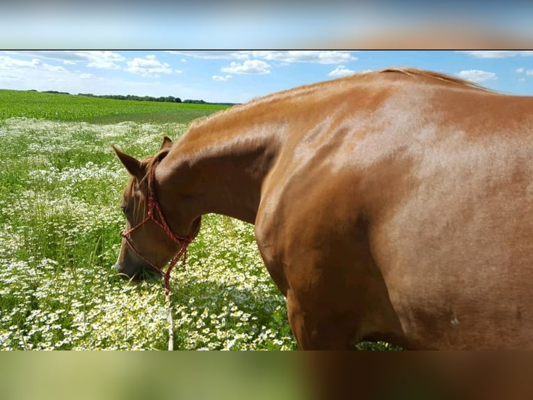 Shagya Arabian Mare 15 years 15,1 hh Chestnut-Red in Güstrow