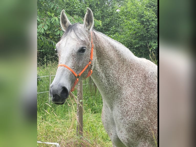 Shagya Arabian Mare 15 years 15.1 hh Grey-Fleabitten in Leimen