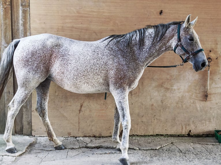 Shagya Arabian Mare 15 years 15,1 hh Grey-Fleabitten in Leimen