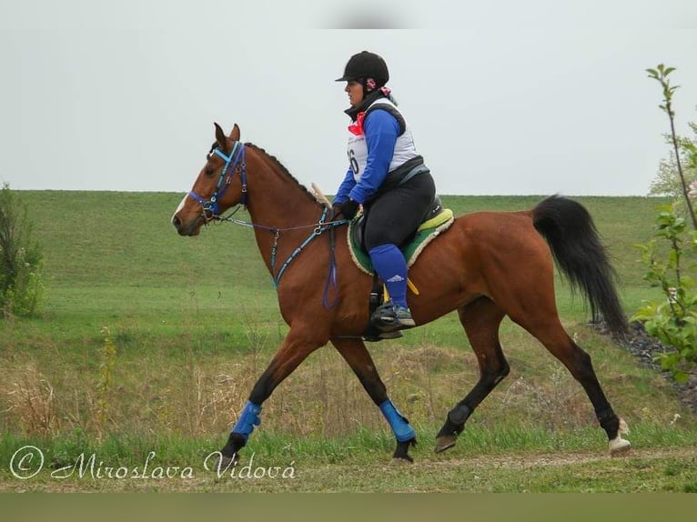 Shagya Arabian Mare 16 years 14,2 hh Bay in Daruvar