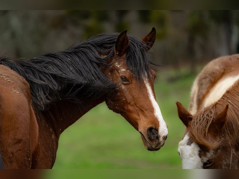 Shagya Arabian Mare 16 years 14,2 hh Bay in Daruvar