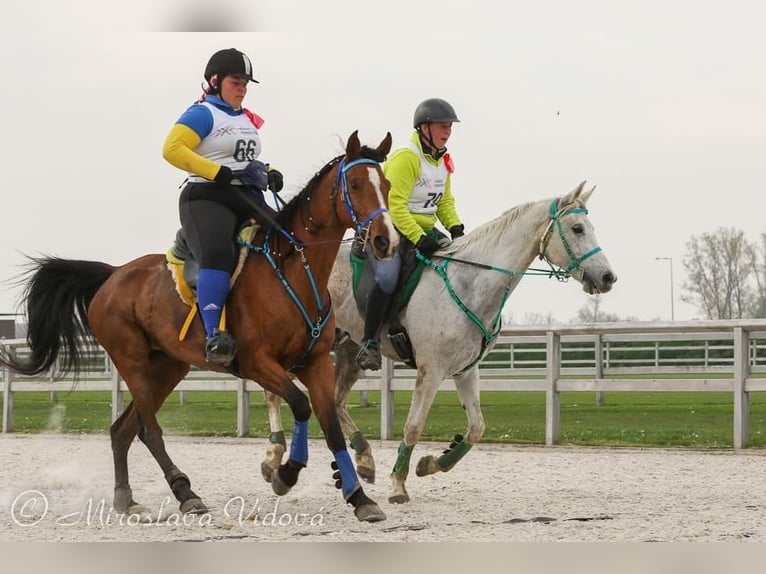 Shagya Arabian Mare 16 years 14,2 hh Bay in Daruvar