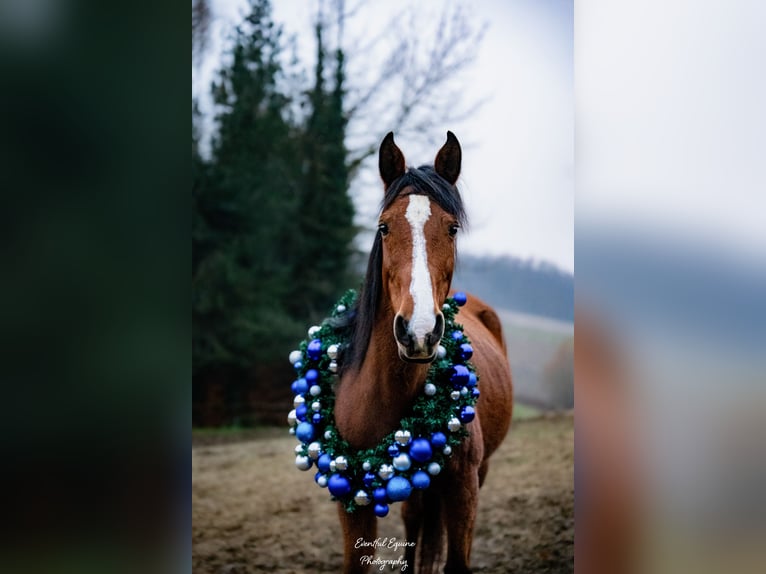 Shagya Arabian Mare 16 years 14,2 hh Bay in Daruvar