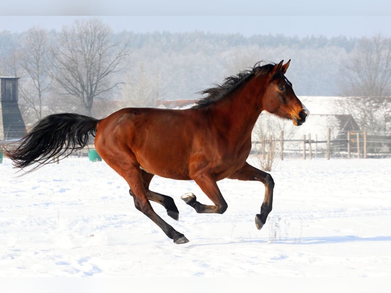Shagya Arabian Mare 16 years 15,2 hh Brown in Plzen