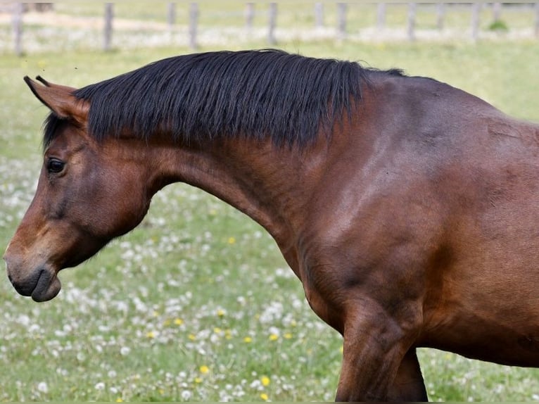 Shagya Arabian Mare 16 years 15,2 hh Brown in Plzen