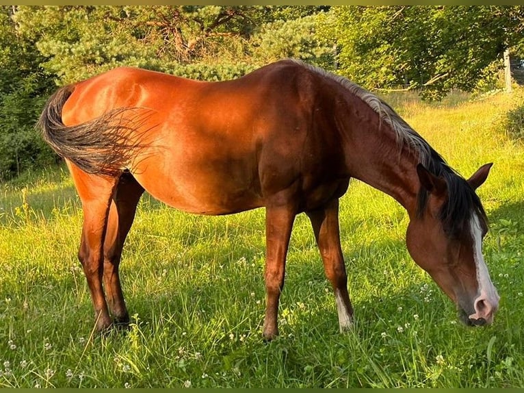 Shagya Arabian Mare 19 years 14,2 hh Brown in Tiefenbach