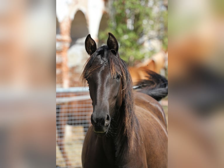 Shagya Arabian Mare 1 year 15 hh Bay-Dark in Kladruby