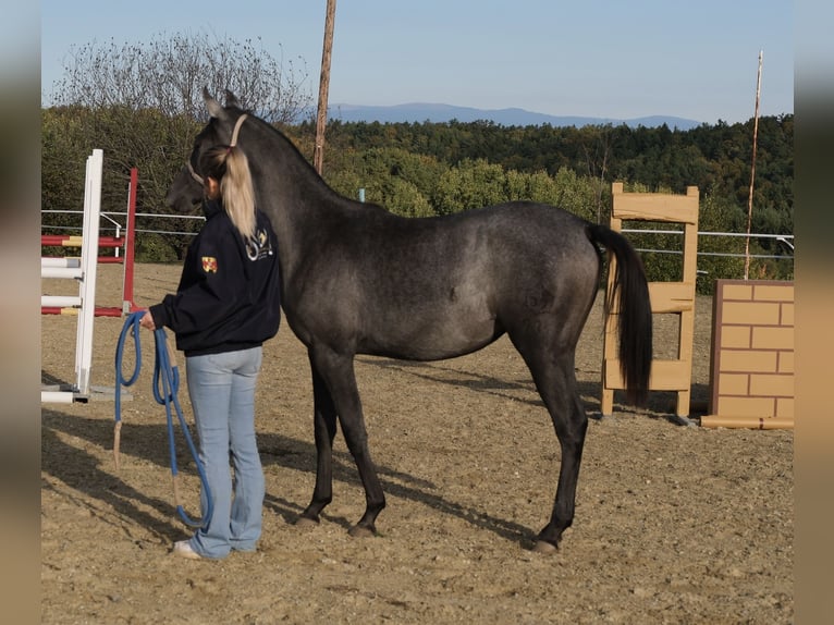 Shagya Arabian Mare 1 year 15,1 hh Grey in Neuhaus in der Wart