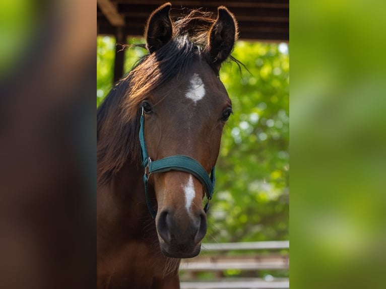 Shagya Arabian Mare 1 year 15,2 hh Brown in Friesack
