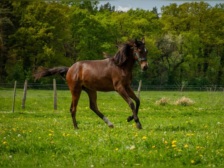 Shagya Arabian Mare 1 year 15,2 hh Brown in Friesack