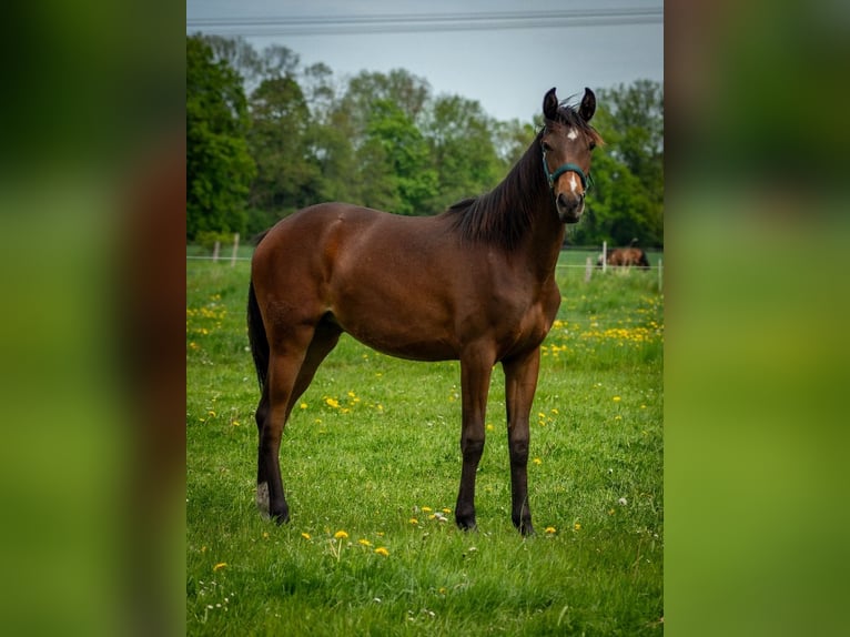 Shagya Arabian Mare 1 year 15,2 hh Brown in Friesack