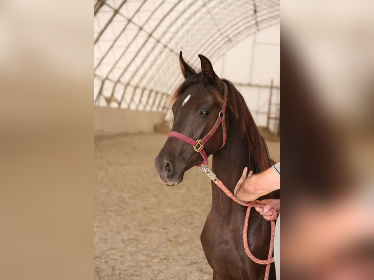 Shagya Arabian Mare 1 year Black in Neuhaus in der Wart