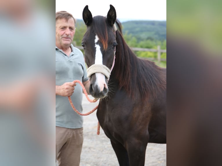 Shagya Arabian Mare 1 year Gray in Neuhaus in der Wart