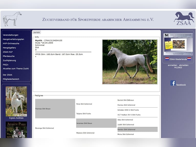 Shagya Arabian Mare 20 years 15,2 hh Gray-Dapple in Schorfheide / Gr. Schönebeck