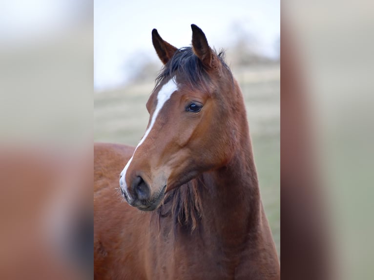 Shagya Arabian Mare 2 years 15.1 hh Bay in Kaplice