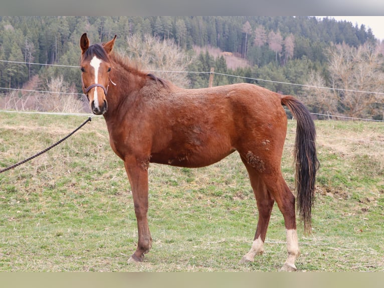 Shagya Arabian Mare 2 years 15.1 hh Bay in Kaplice
