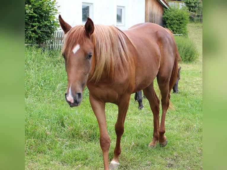 Shagya Arabian Mare 2 years 15,2 hh Chestnut-Red in Tiefenbach