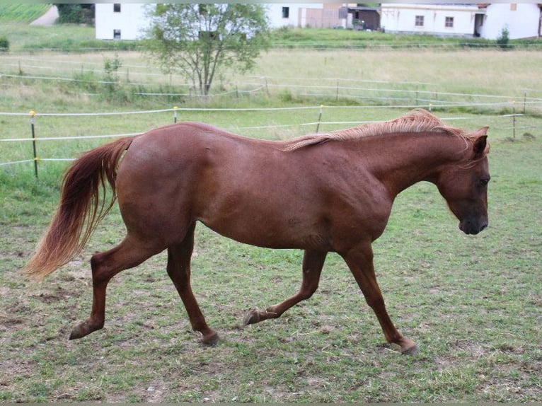 Shagya Arabian Mare 2 years 15,2 hh Chestnut-Red in Tiefenbach