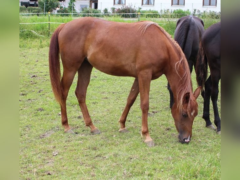 Shagya Arabian Mare 2 years 15,2 hh Chestnut-Red in Tiefenbach