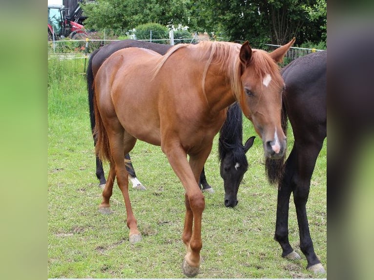 Shagya Arabian Mare 2 years 15,2 hh Chestnut-Red in Tiefenbach