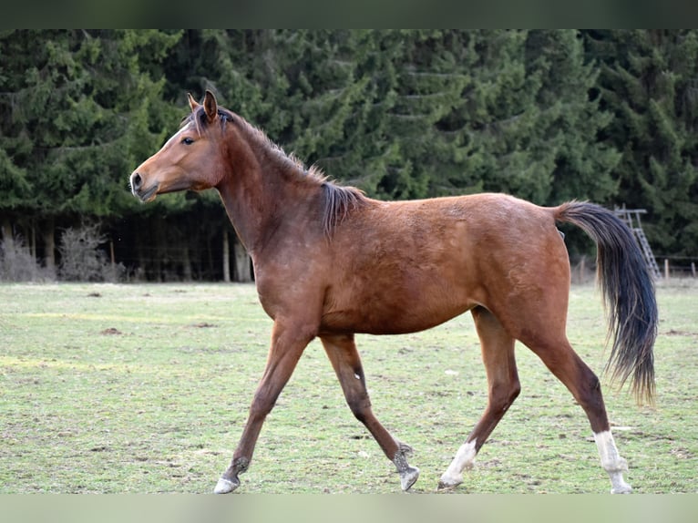 Shagya Arabian Mare 2 years 15,1 hh Bay in Kaplice