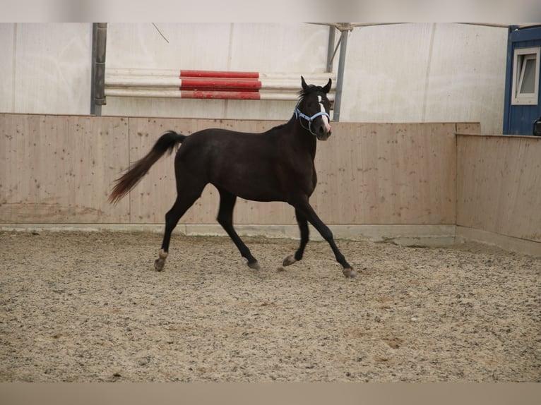 Shagya Arabian Mare 2 years Grey in Neuhaus in der Wart