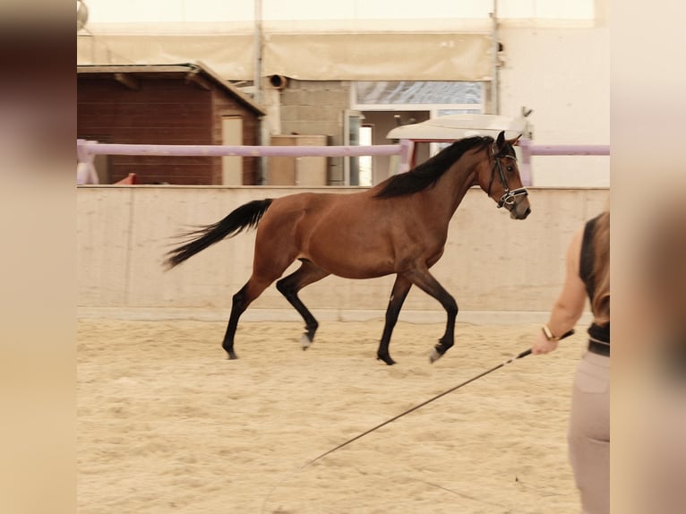 Shagya Arabian Mare 3 years 15.1 hh Brown in Neuhaus in der Wart