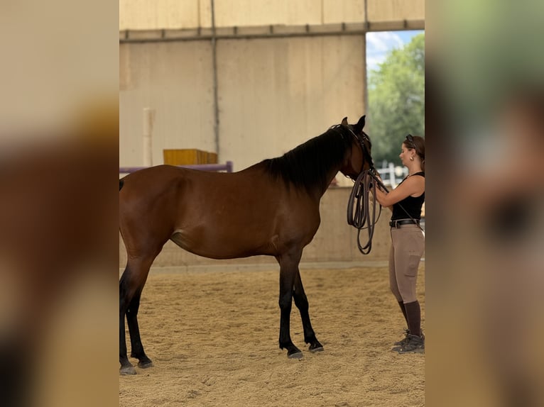Shagya Arabian Mare 3 years 15.1 hh Brown in Neuhaus in der Wart
