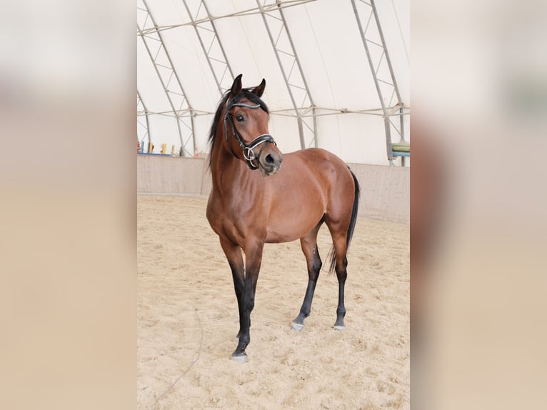 Shagya Arabian Mare 3 years 15.1 hh Brown in Neuhaus in der Wart