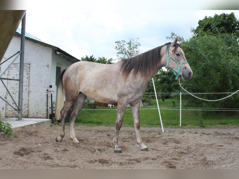 Shagya Arabian Mare 3 years 15.1 hh Grey-Red-Tan in Glücksburg