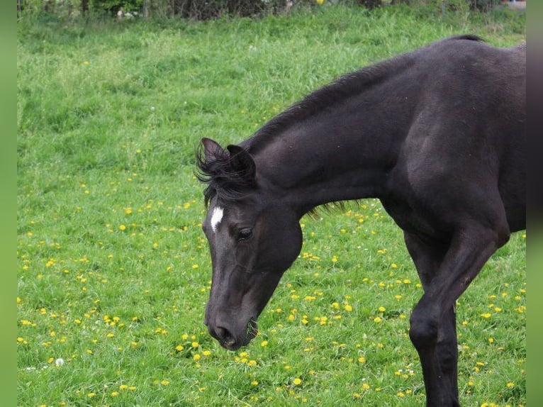 Shagya Arabian Mare 3 years 15,2 hh Black in Tiefenbach