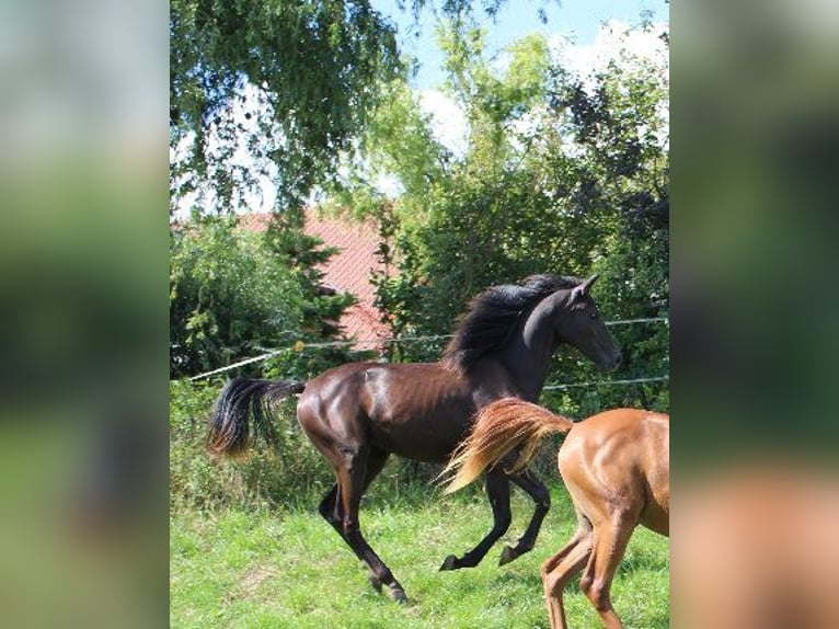 Shagya Arabian Mare 3 years 15,2 hh Black in Tiefenbach