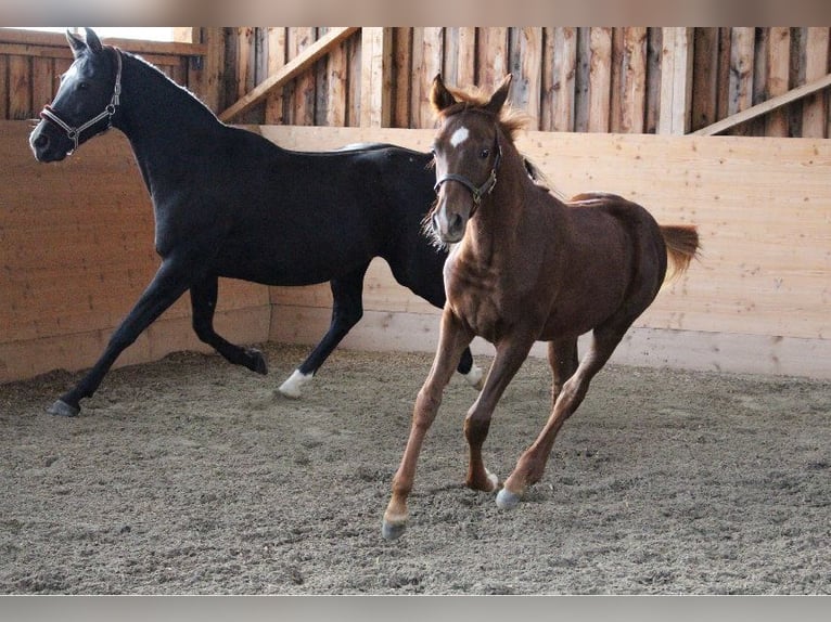 Shagya Arabian Mare 3 years 15,2 hh Chestnut-Red in Tiefenbach