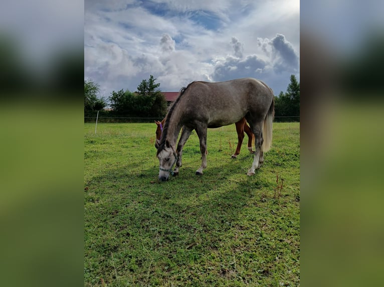 Shagya Arabian Mare 3 years 15 hh Grey-Red-Tan in Glücksburg