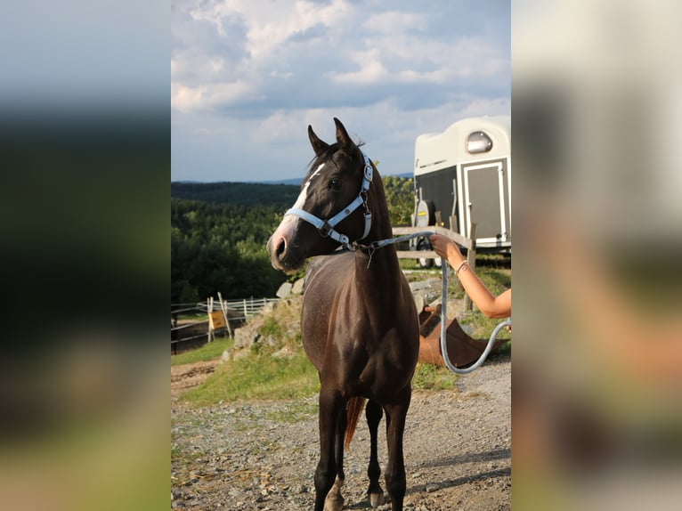Shagya Arabian Mare 3 years Grey in Neuhaus in der Wart
