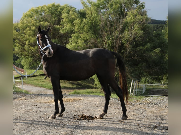 Shagya Arabian Mare 3 years Grey in Neuhaus in der Wart