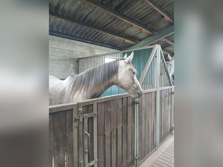 Shagya Arabian Mare 3 years Grey-Red-Tan in Glücksburg