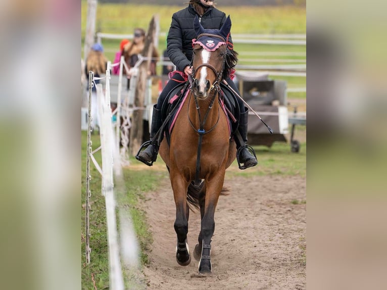 Shagya Arabian Mare 4 years 14,1 hh Brown-Light in Senica