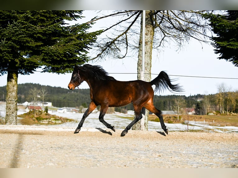 Shagya Arabian Mare 4 years 15,1 hh Brown in Altmelon