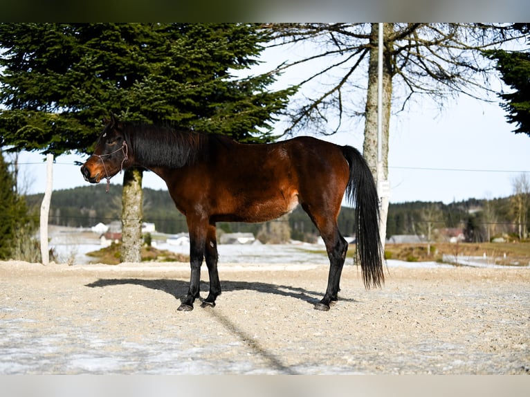 Shagya Arabian Mare 4 years 15,1 hh Brown in Altmelon