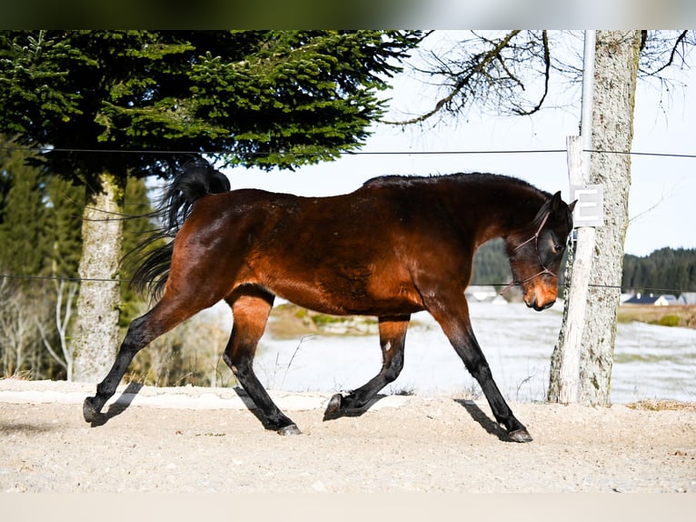 Shagya Arabian Mare 4 years 15,1 hh Brown in Altmelon